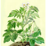 「 じゃがいもプラネット 」　2022.06　256×216(mm)