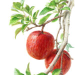 「 山ノ内町のりんご 」　2024.06　342×220(mm)